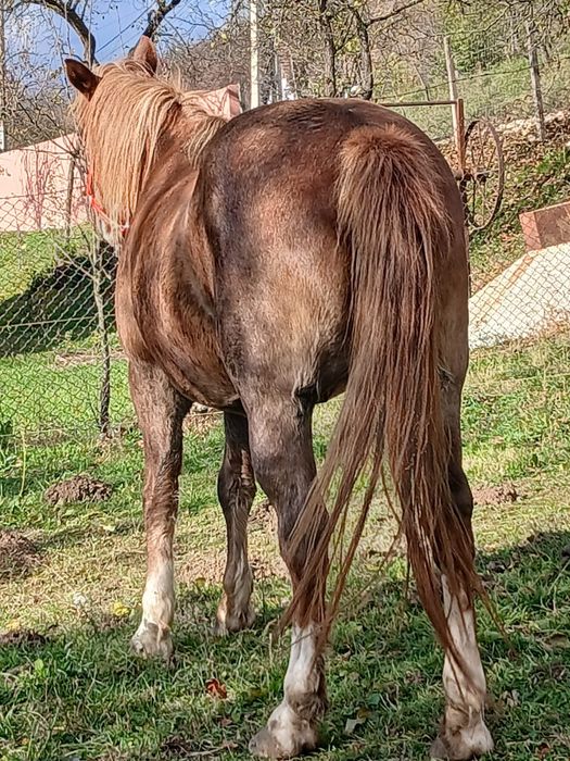 Vând sau schimb iapa de lucru