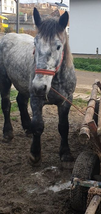 Vând  schimb harmasar de 4 ani