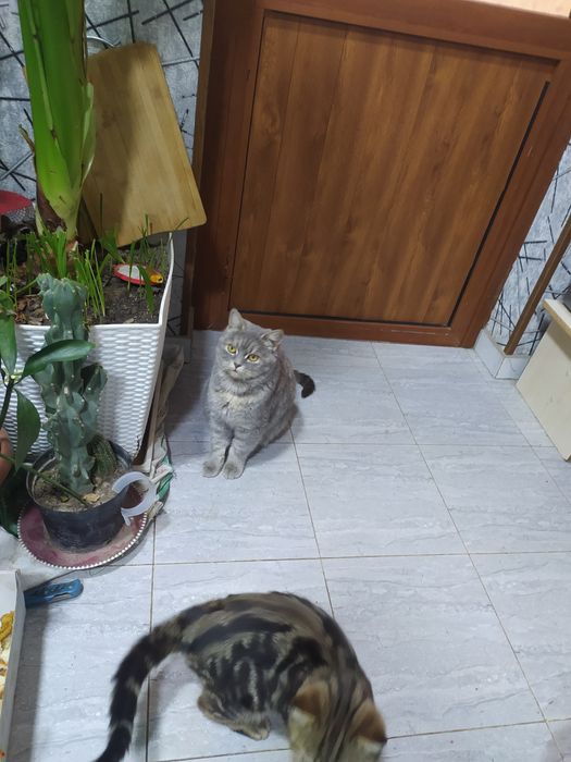 Скотш страйт. Бенгалский кошка