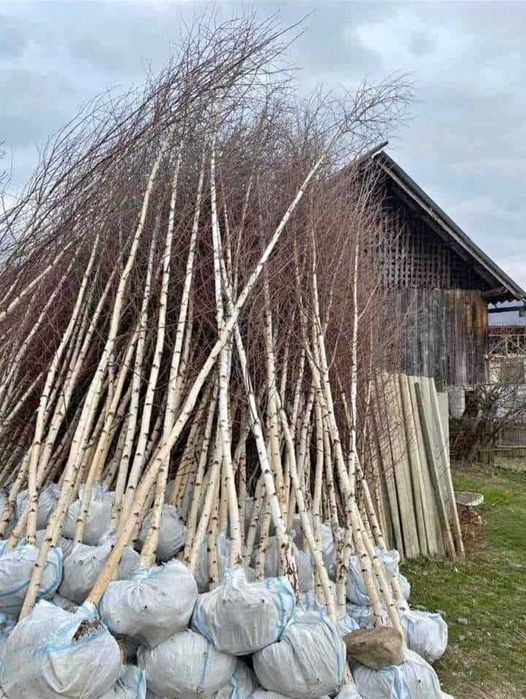 Gama Foioase Premium: Tei, Carpen, Platan | Livrare Personală