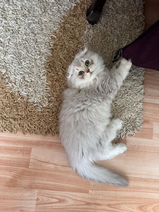 Scottish fold baietel