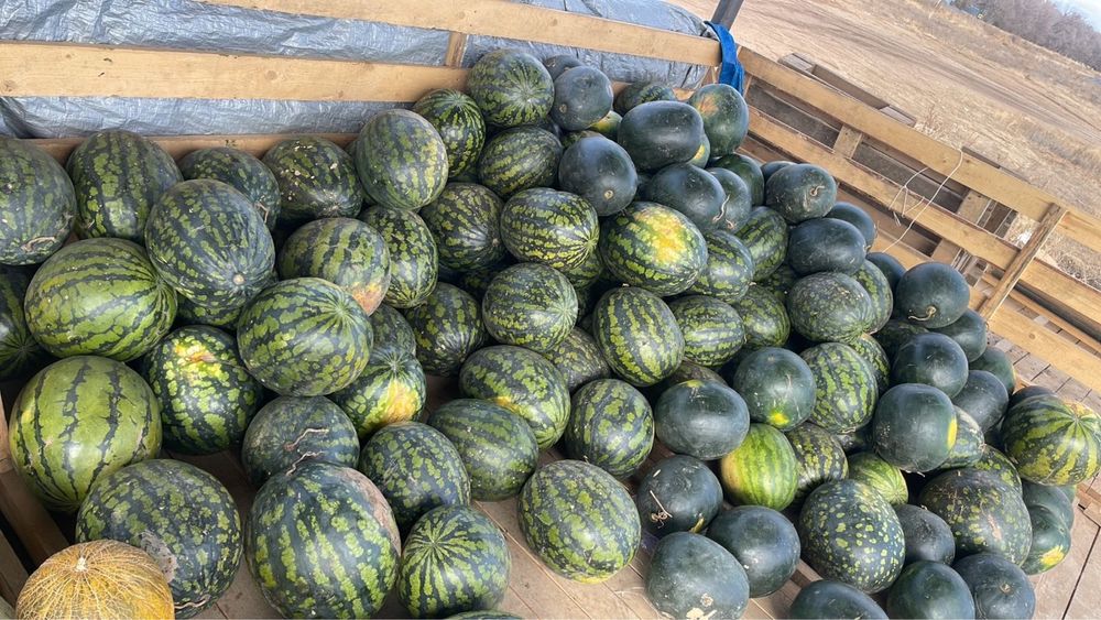 Арбузы и Дыни с поля