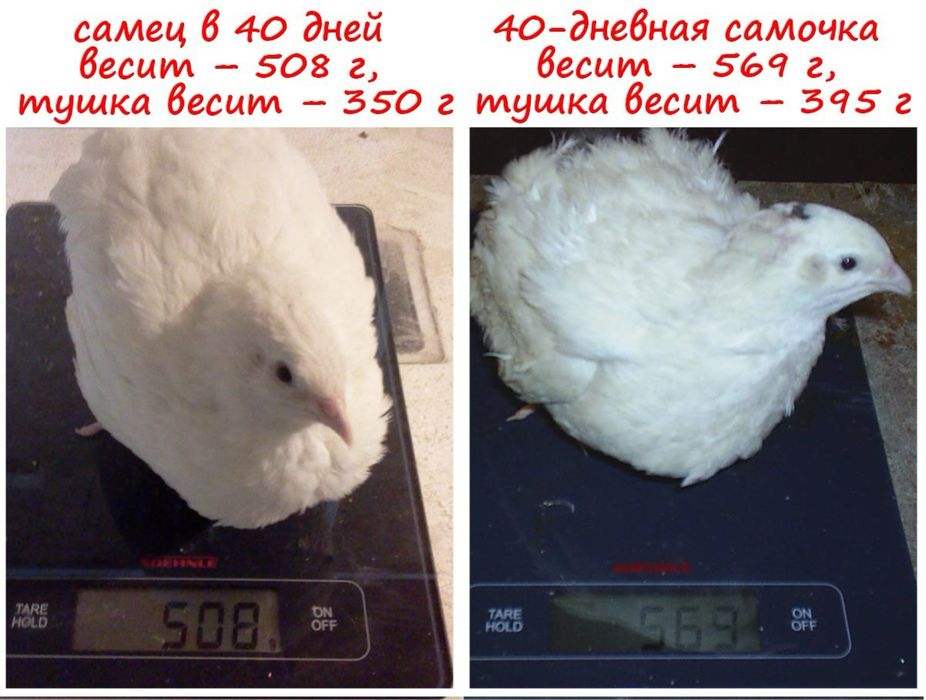 Яйцо инкубационноя белая гигант перепелка бедана тухуми инкубаторга