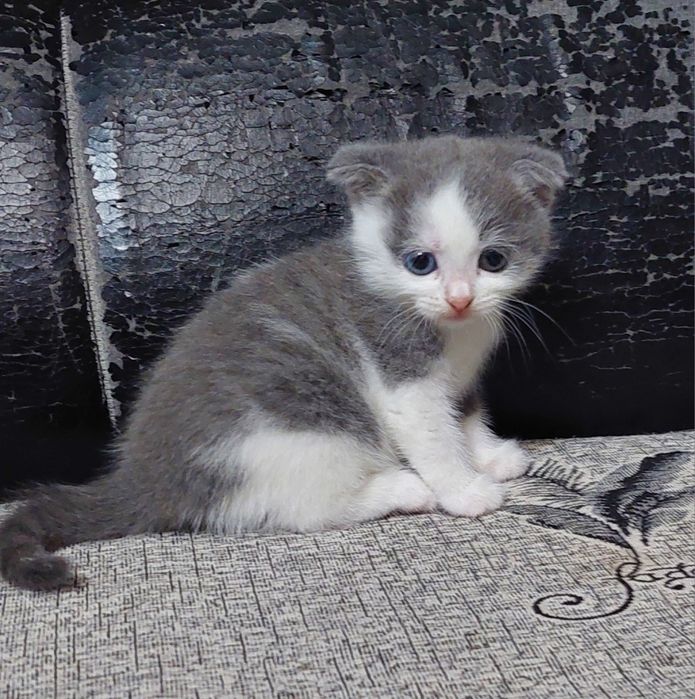 Шотландский котёнок.