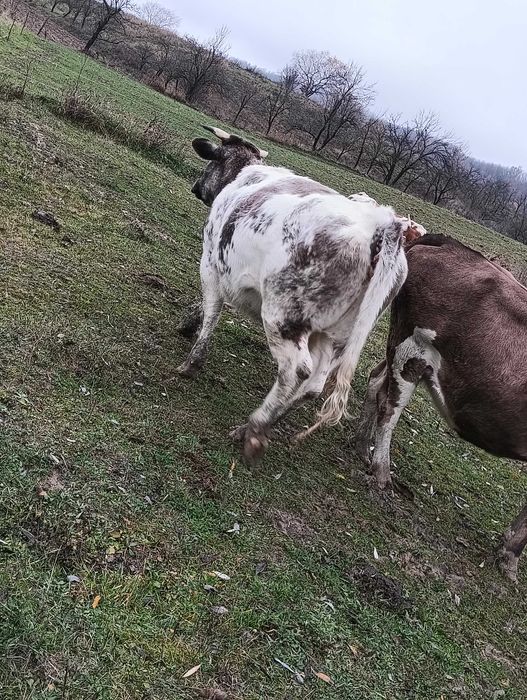 Vand doua vaci belgiene