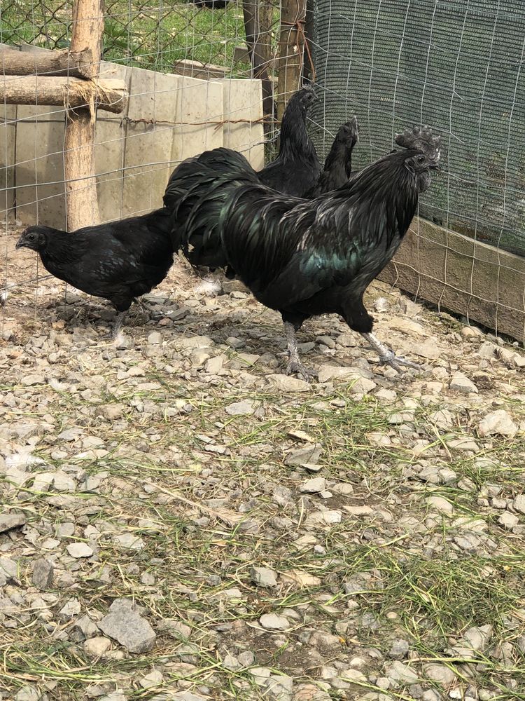 Oua pentru incubat Ayam Cemani