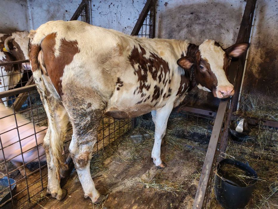 Vând vițică rasă lapte