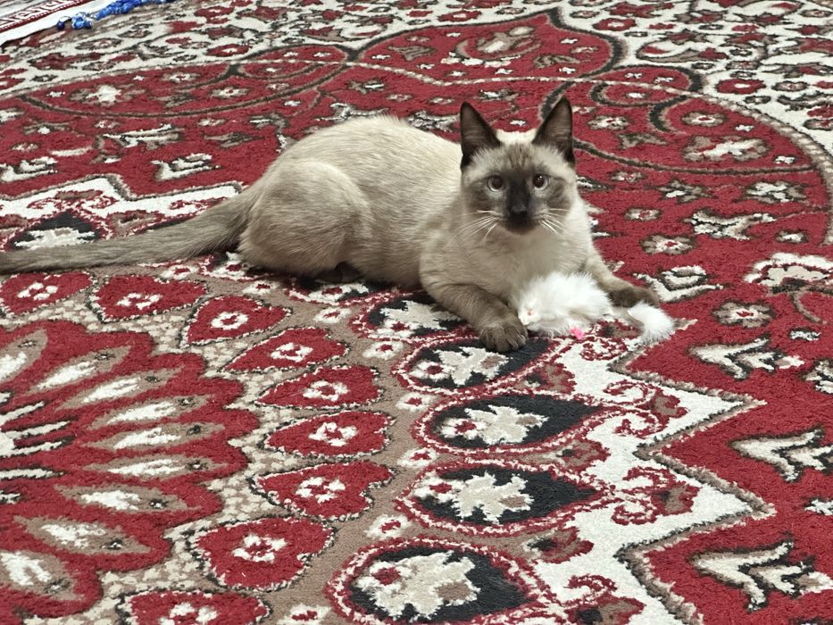 Mushuk sotiladi, кот продается.