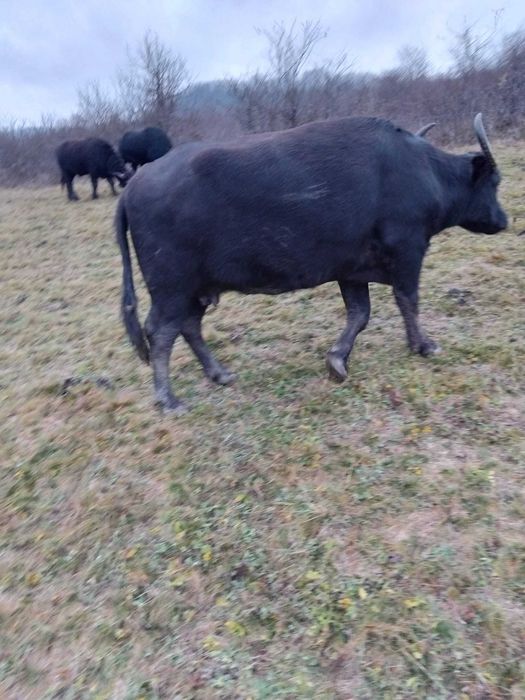 Vand bivoli si taurasi de bivol