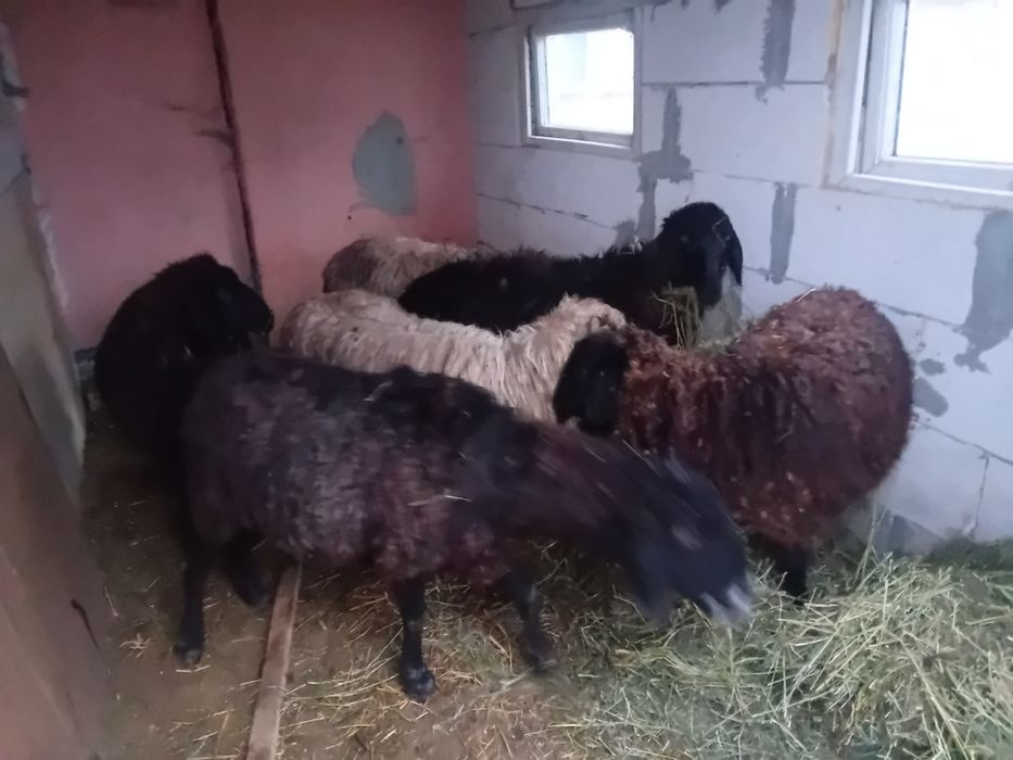 Oi de vânzare tinere