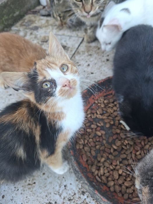 Donez pisicute pui .Rog seriozitate