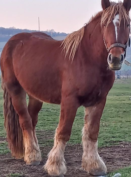 Mânză 3 ani de vânzare