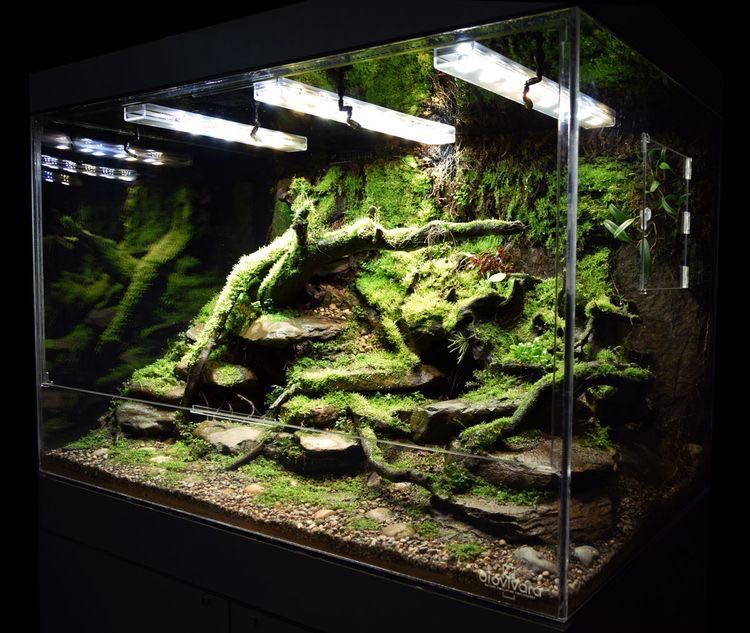 Сухой аквариум из живых и стабилизированных растений.
