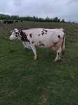 Vand vaca BR gestanta