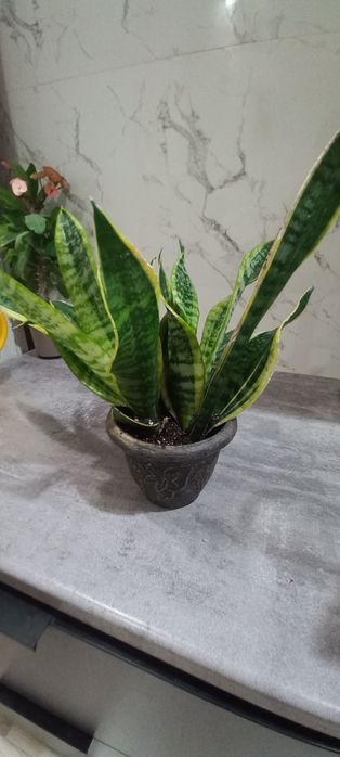 Обмен на комнатные цветы