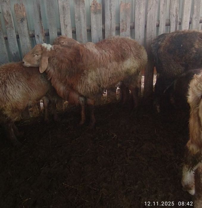 Продам молодого кошкара