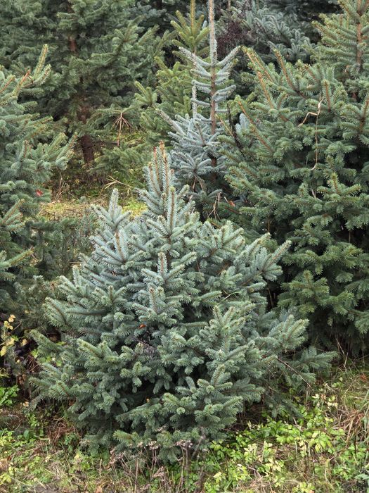 Brazi Argintii si Verzi