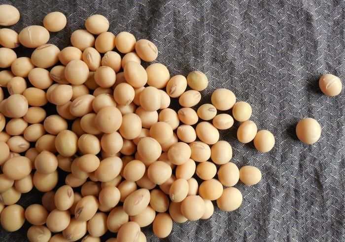 Floarea soarelui si soia  pt porci