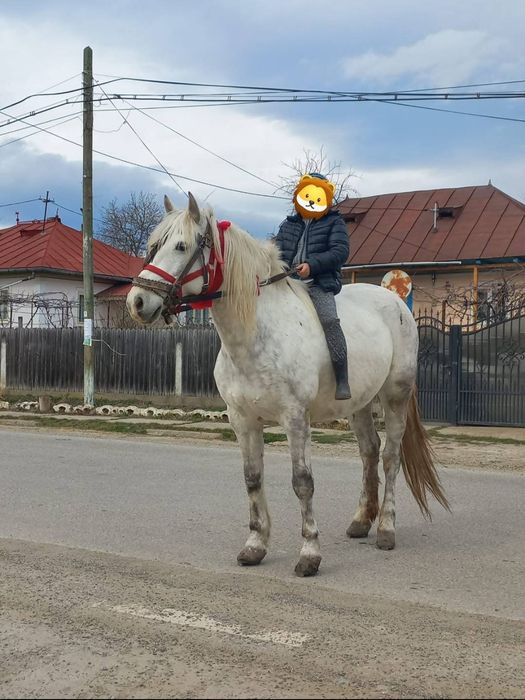 Vând iapa gestantă