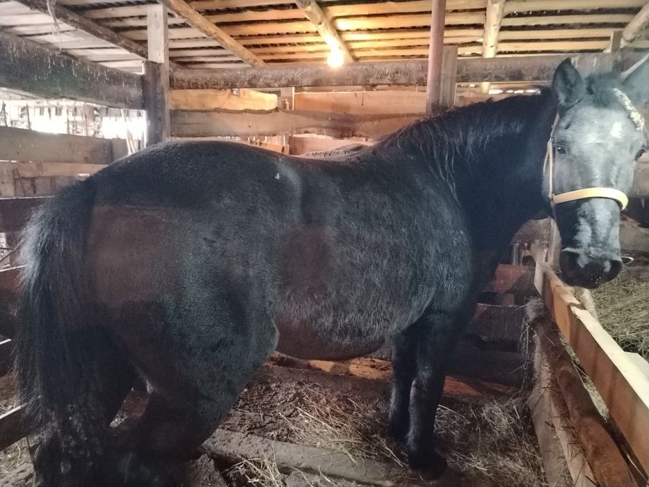 Кобыла 5 лет,                                     .