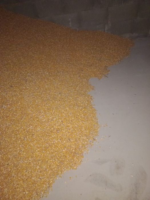 Porumb boabe recolta 2025