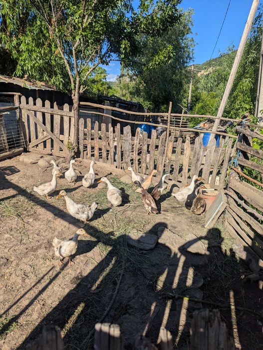 Rațe,bibilici,găini și gâște de vânzare