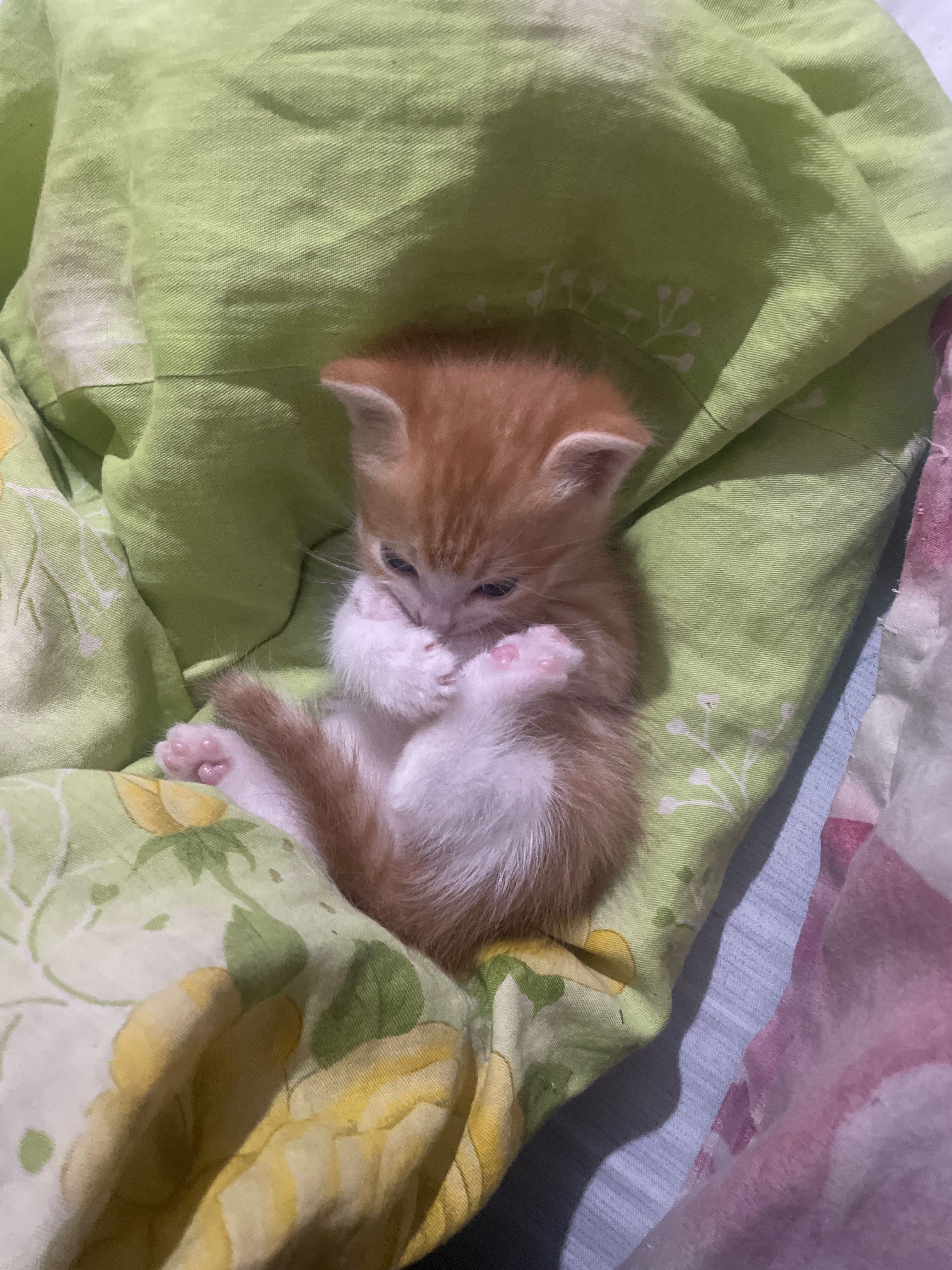 Продам котят,порода шиншилла