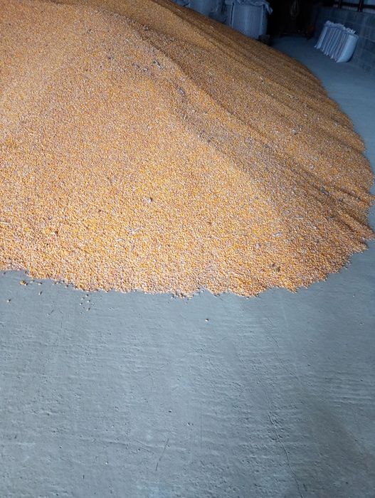 Porumb boabe de vanzare