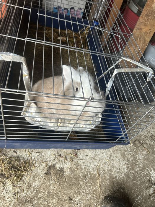 Vand iepuras cap de leu