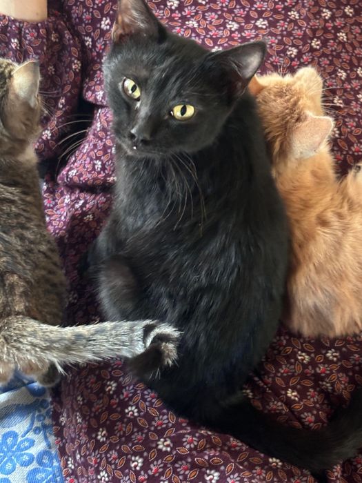 Отдам котят в добрые руки 3 месяца