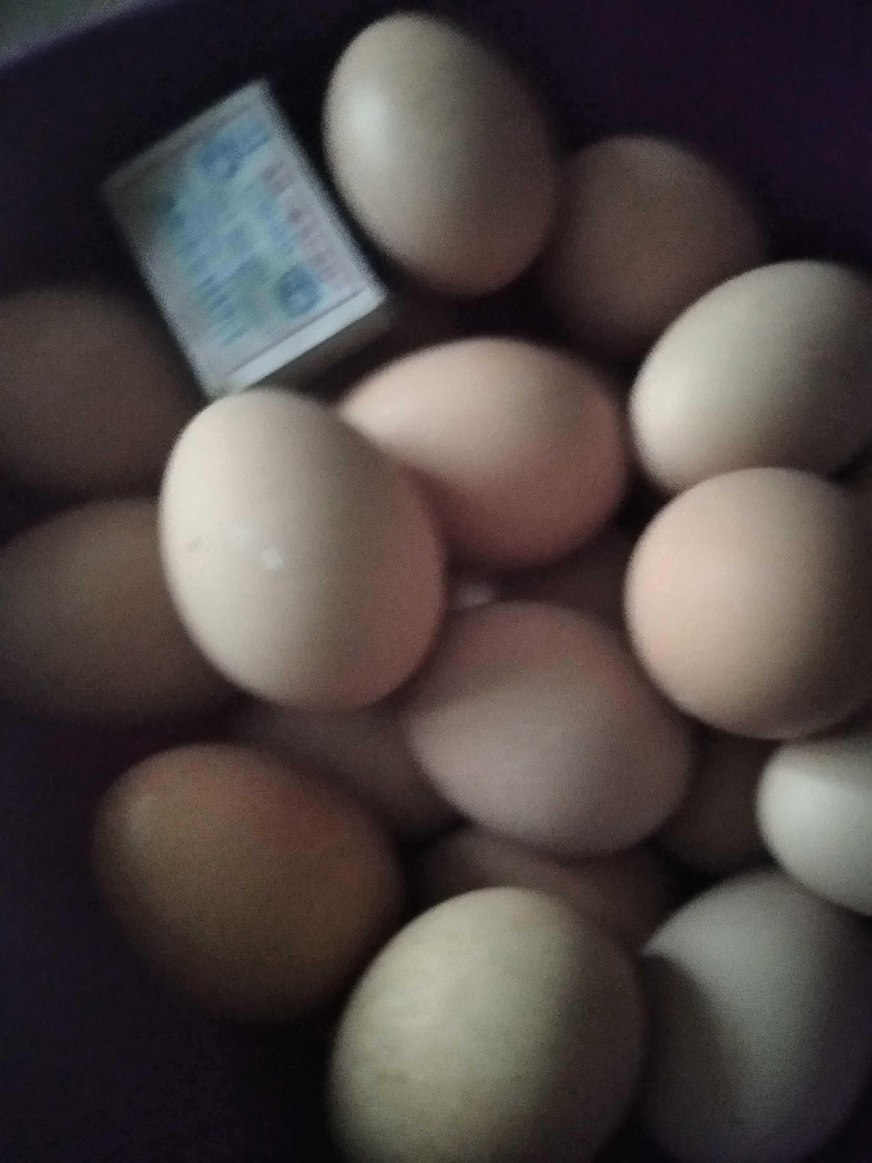 Продам домашние яйца куриные