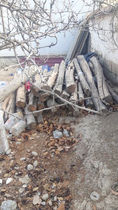 Ótin sotiladi tol daraxt