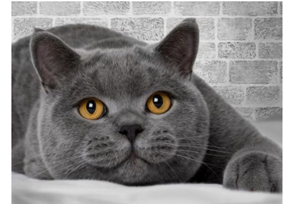 Mushuk skotsh tozasi