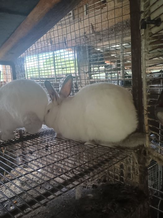 Vând iepuri californieni.