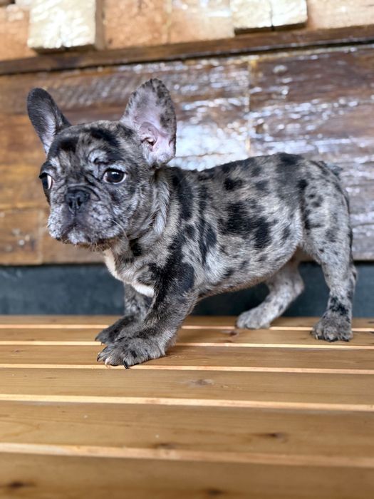 Femela bulldog francez merle