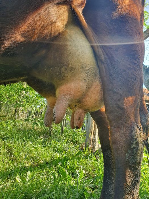 Bruna de maramures de 5 ani