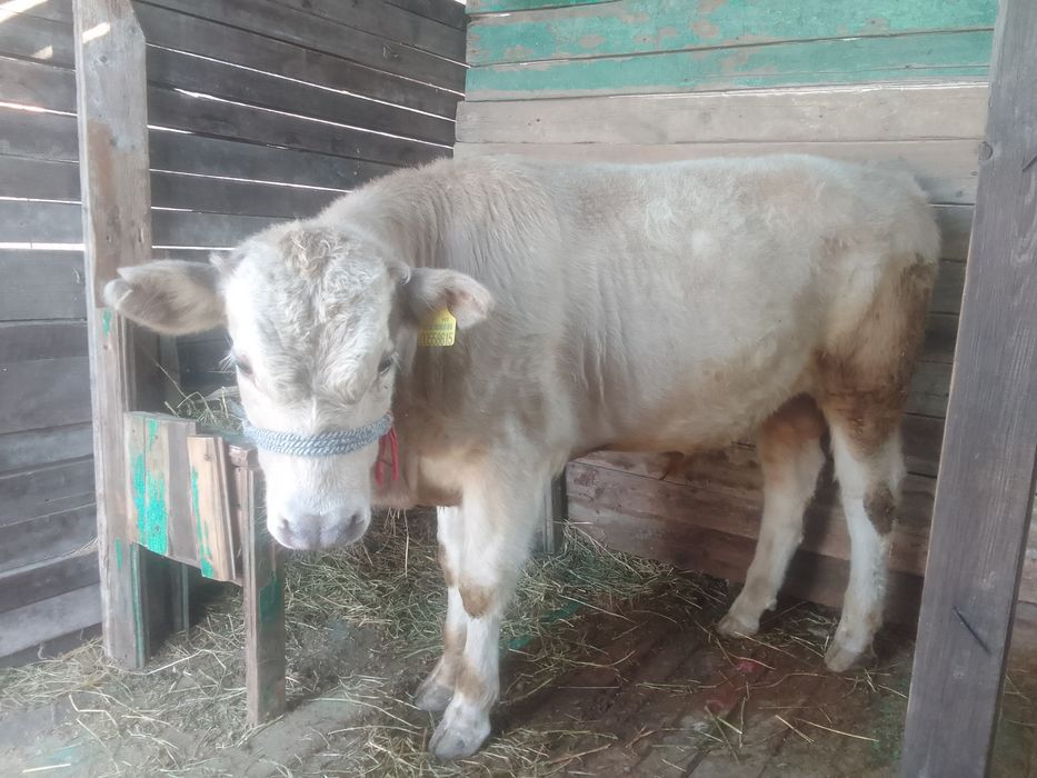 Бұқа бык аулиекөл парода