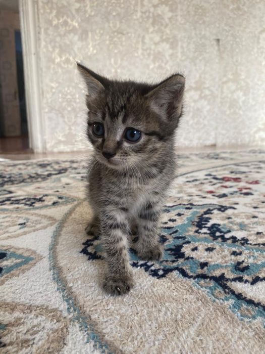 Отдам красивых котят