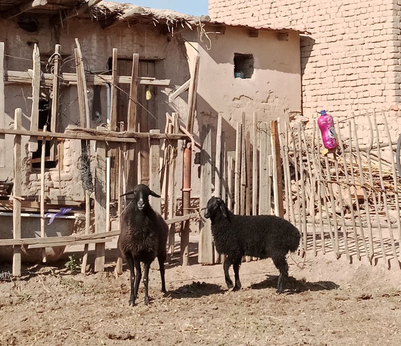 Кой козысы менен, белгиленген баха анык емес келисемиз