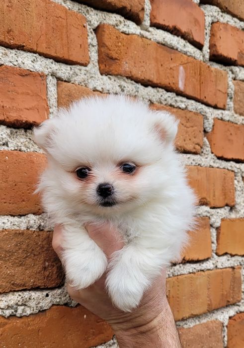 Померан-мини шпиц !!!