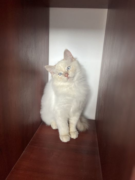 Băiețel Ragdoll Cream Point