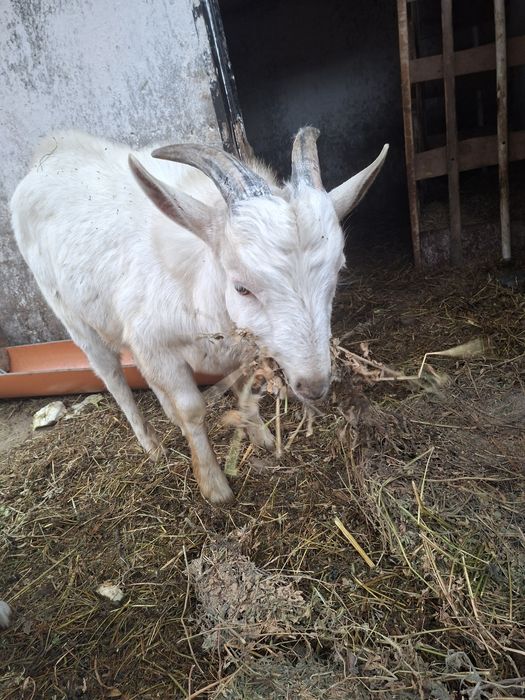 Ieduțe din rasa boer și un țap rasa saanen    1500 toate tre