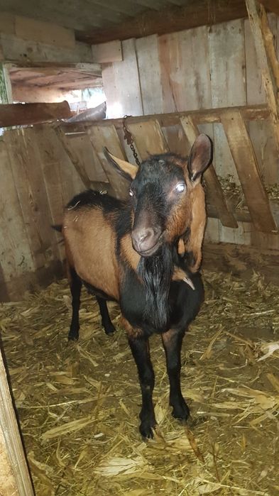 Disponibil țap alpin franceză de rasă pentru monta sau de vănzare ăn