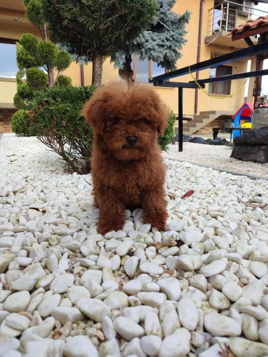 Пудел Той/Poodle Toy