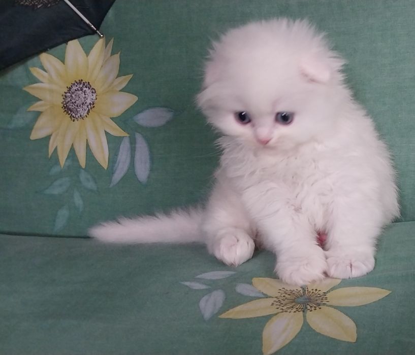 Скоттиш фолд хейланд  Скоттиш страйт хейланд