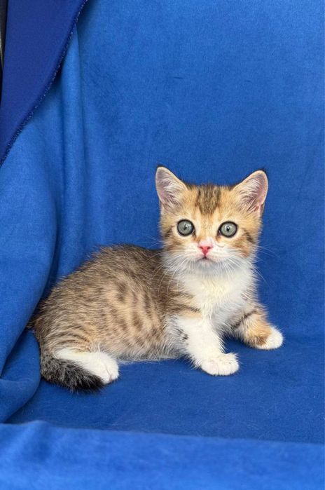 Продаётся котёнок породы манчкин