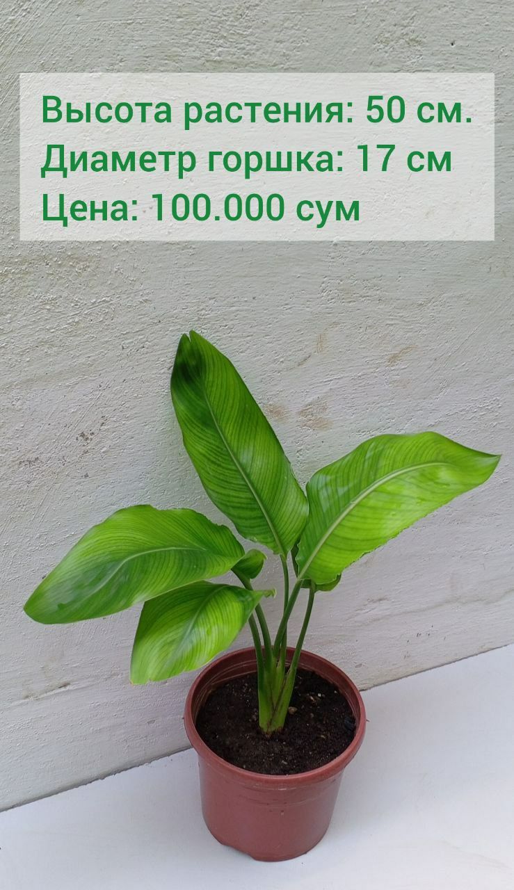 Стрелитция reginae оранжевая (райская птица). Цветы для дома и офиса.