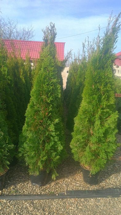 Tuia smaragd la ghiveci înălțime 180 cm