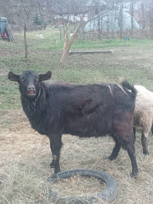 Vînd țap metis de anglonubian