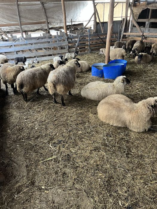 Oi de vanzare din rasa sulfok, toate,in lot, sau pe ales,la400€-200€